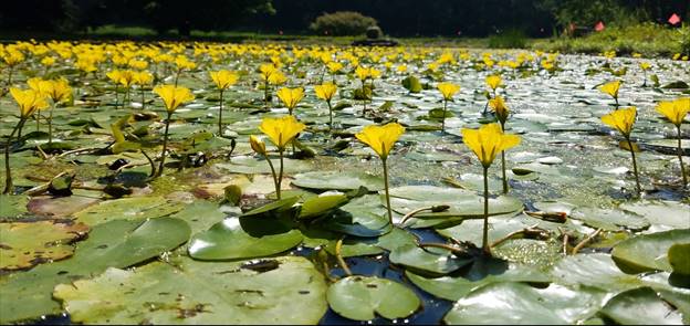 Invasive Yellow Floating Heart Photo